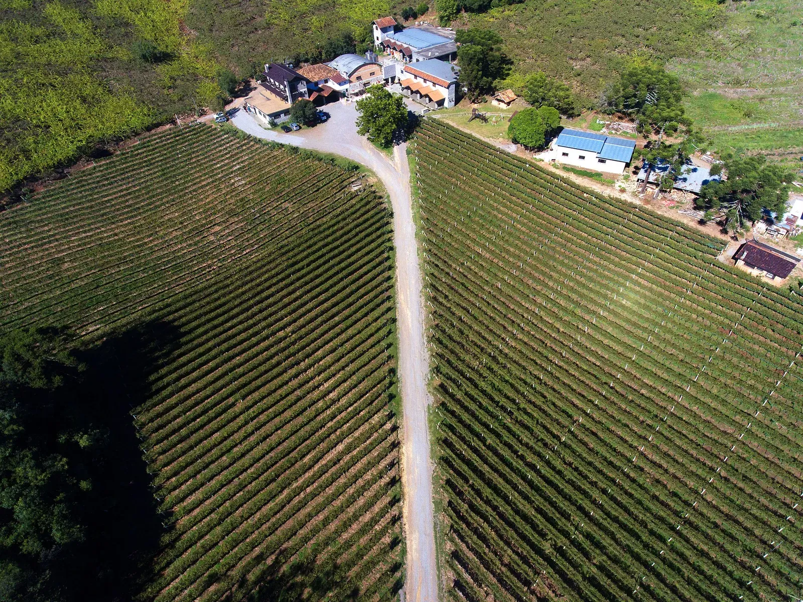 Parreirais vistos do alto, com a estrada de terra levando às casas da Cantina Tonet