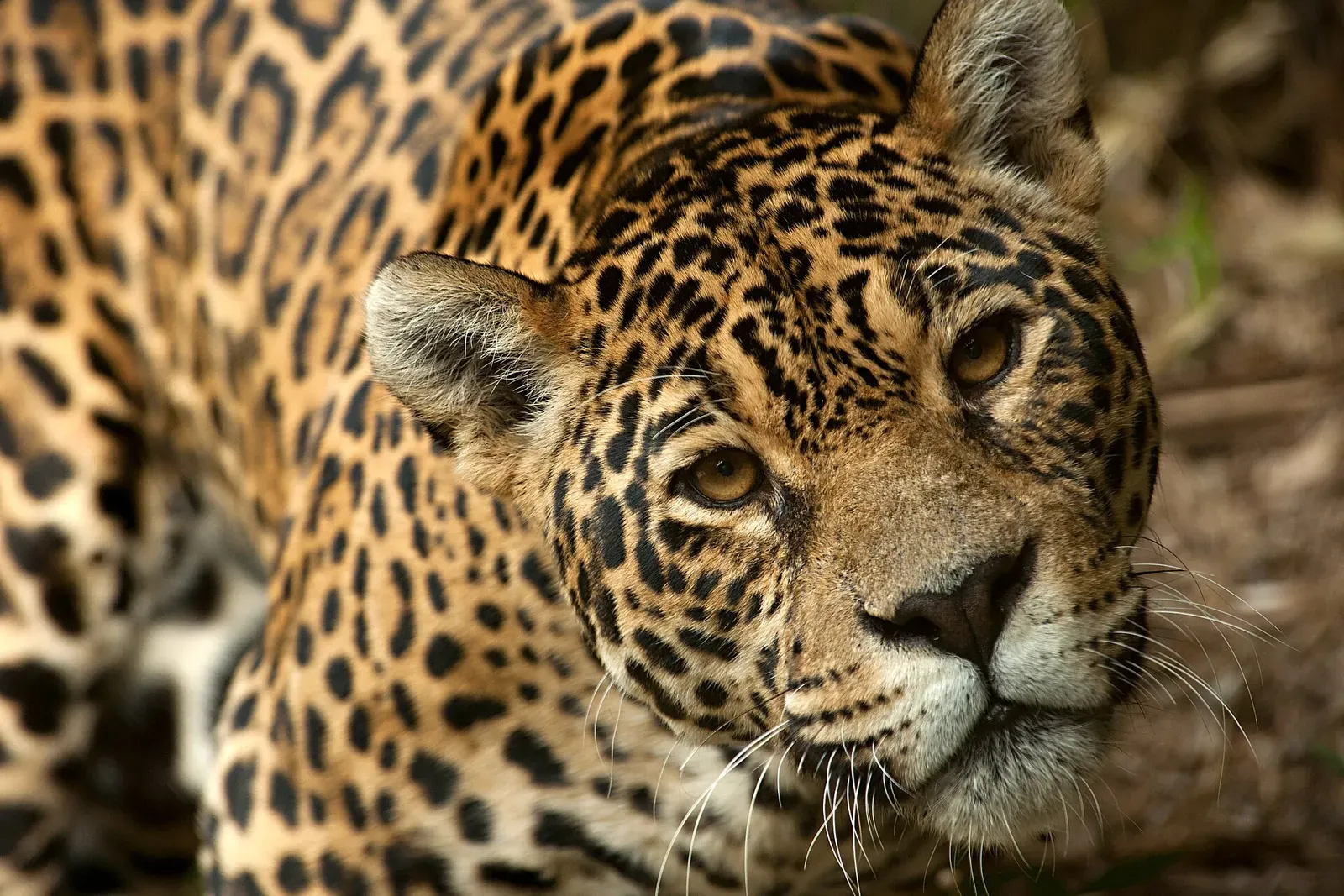 Onça-pintada de perto no GramadoZoo