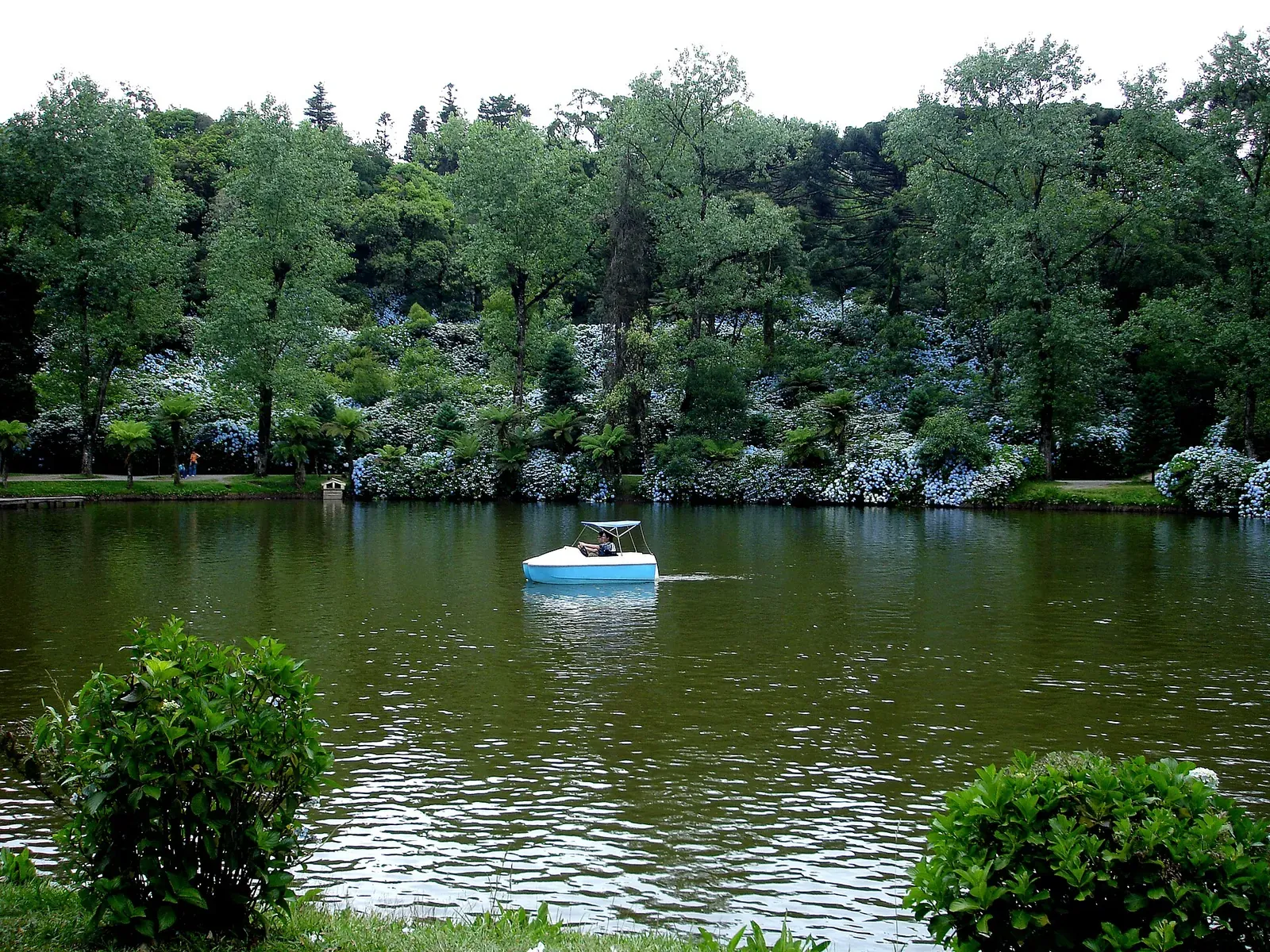 Lago Negro com pedalinho na água e hortênsias na margem, cercado de mata