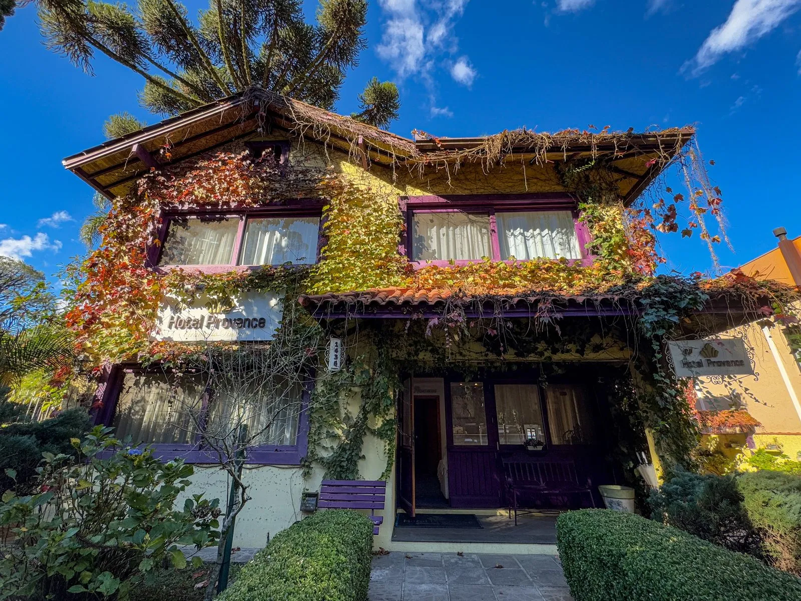 Fachada do Petit Hotel Provence, em Gramado, coberta de hera vermelha, com janelas roxas e araucária ao fundo